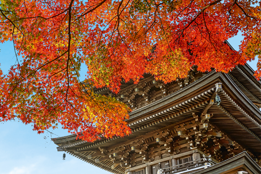 momiji