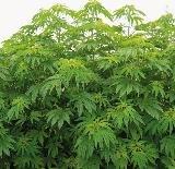 大麻全体