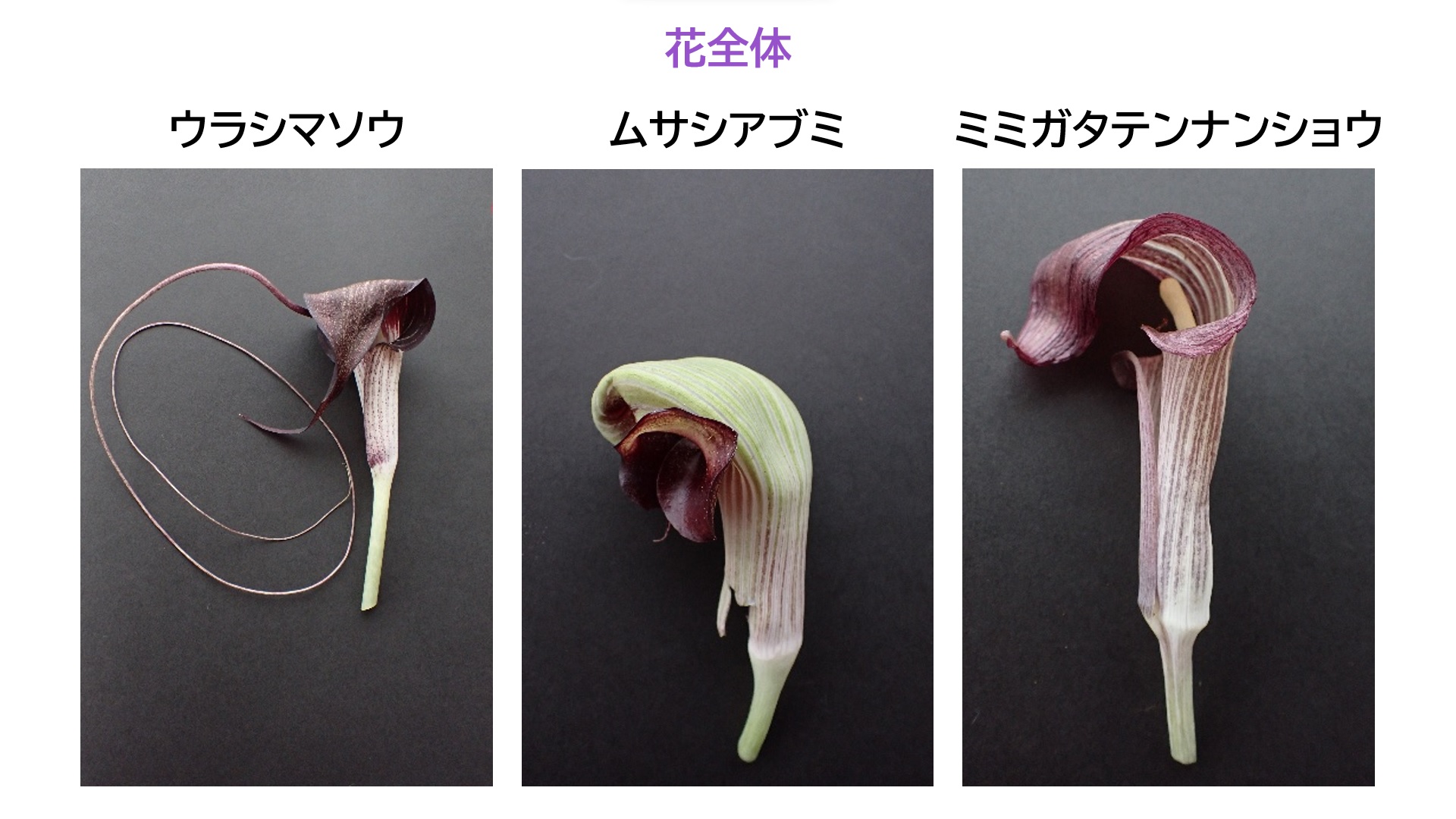 花全体
