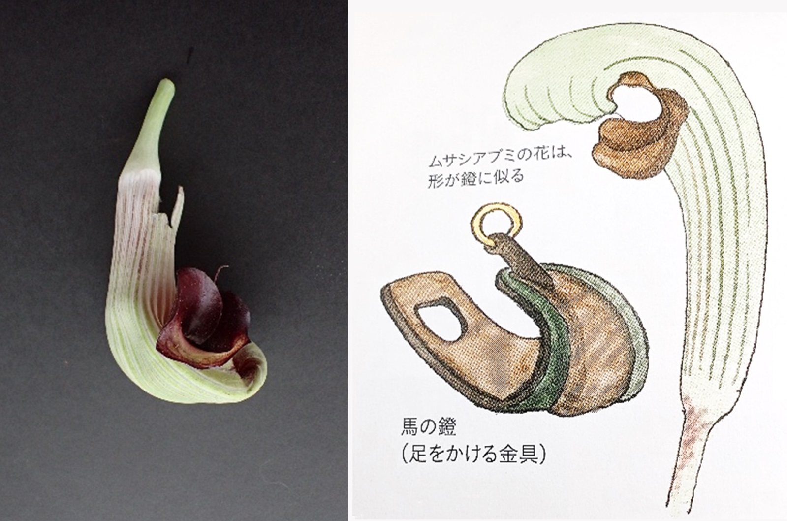 ムサシアブミを逆さまにすると