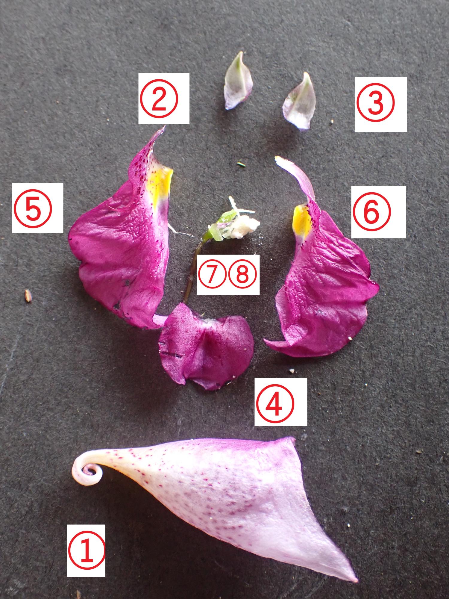 花を分解してみると