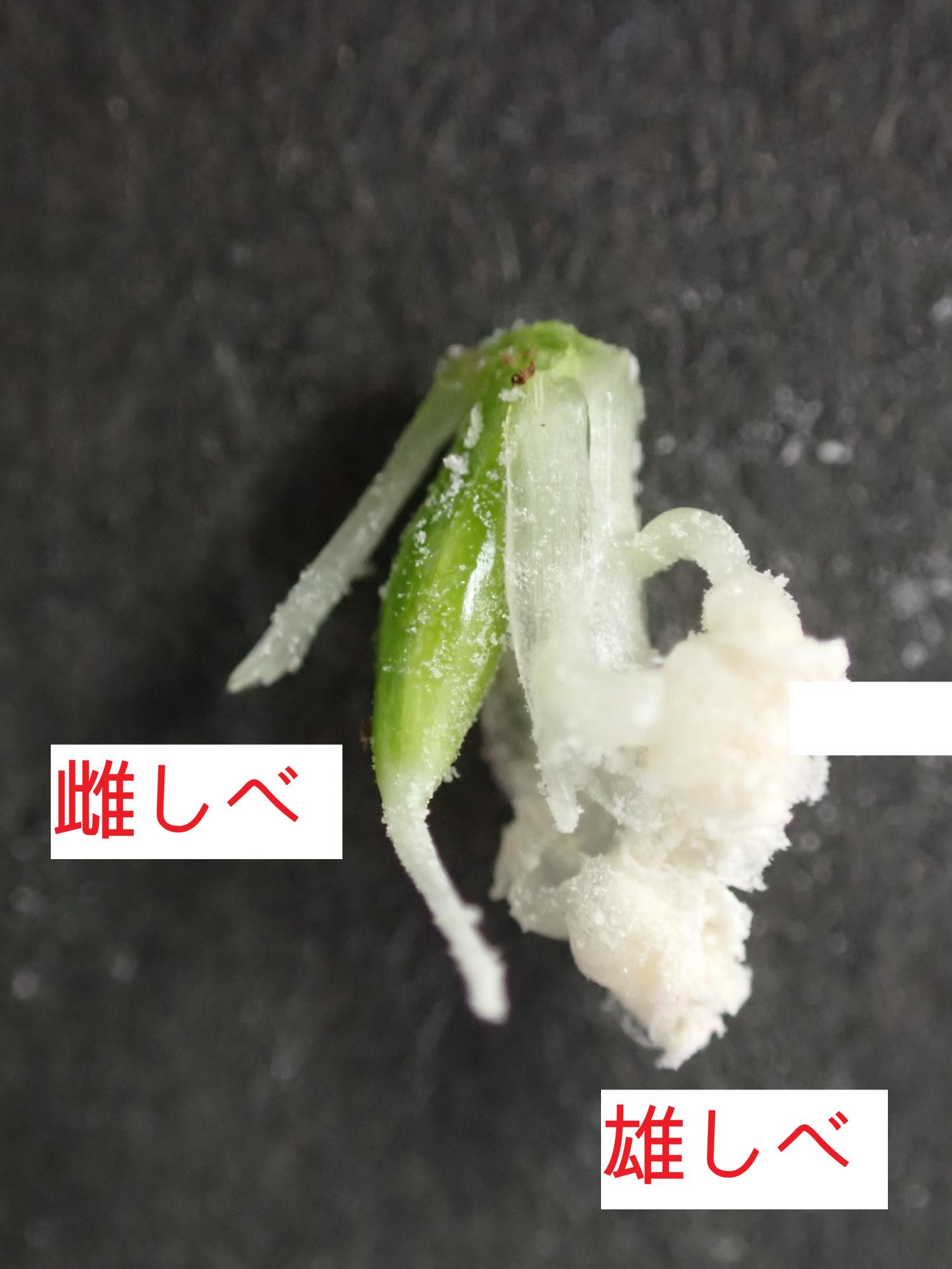 雄しべと雌しべは下向き