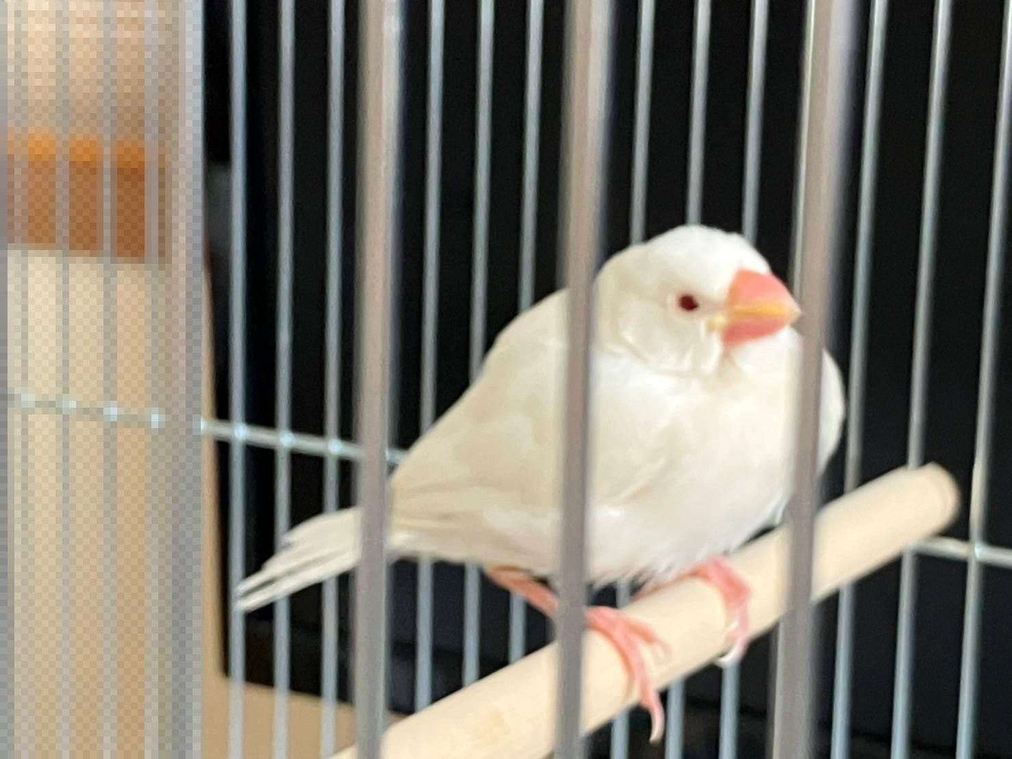 迷子文鳥