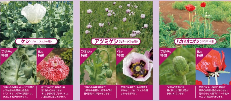 植えてはいけない「けし」の写真