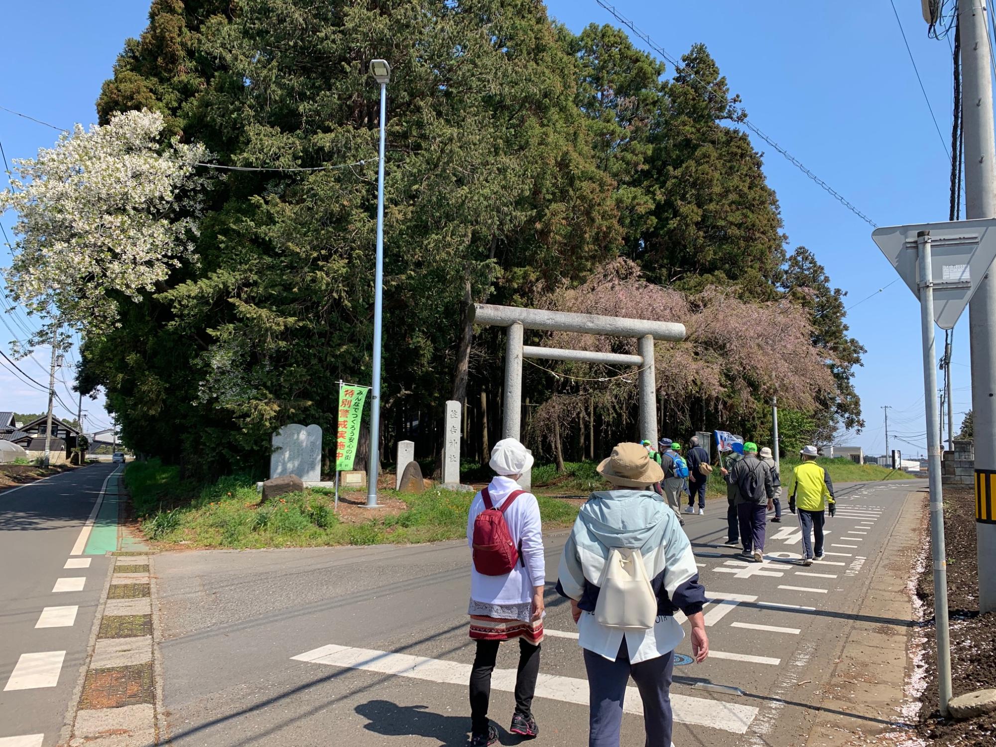 花咲く住吉神社の前を進むウォーキングの参加者の列を後方から移した画像
