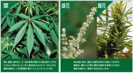 不正大麻の写真