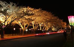ライトアップされた夜の桜並木の写真（東海十二景のグーグルマップへのリンク）