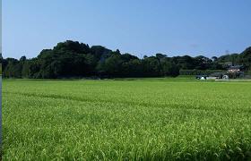 青々とした水田と山々の写真（東海十二景のグーグルマップへのリンク）