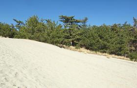 斜面になっている白砂と、その奥にある松林の写真（東海十二景のグーグルマップへのリンク）