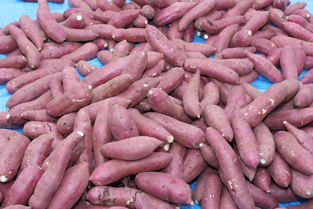 第29回東海I~MOのまつり