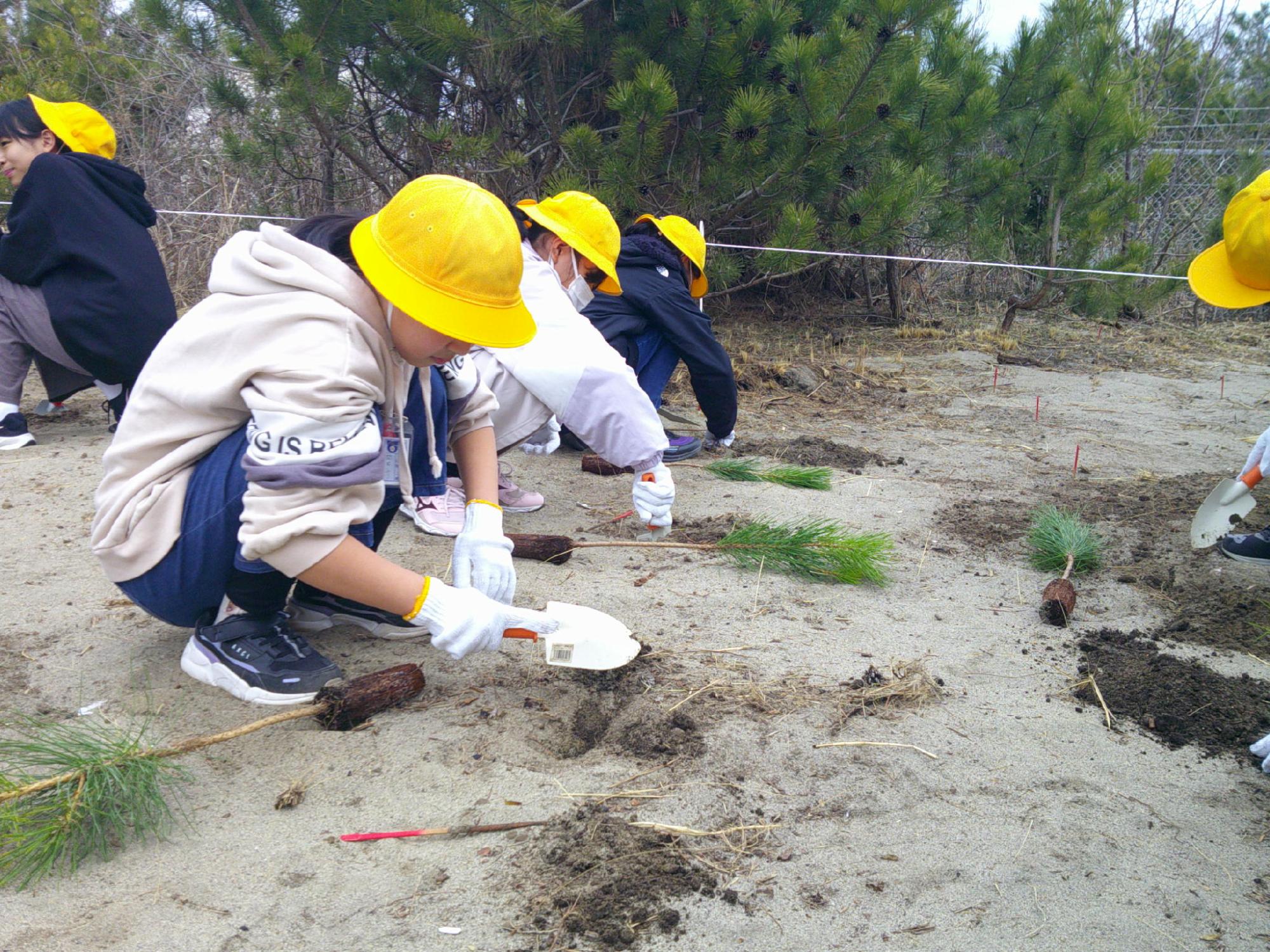 令和5年度クロマツ植樹体験（照沼小学校）の様子