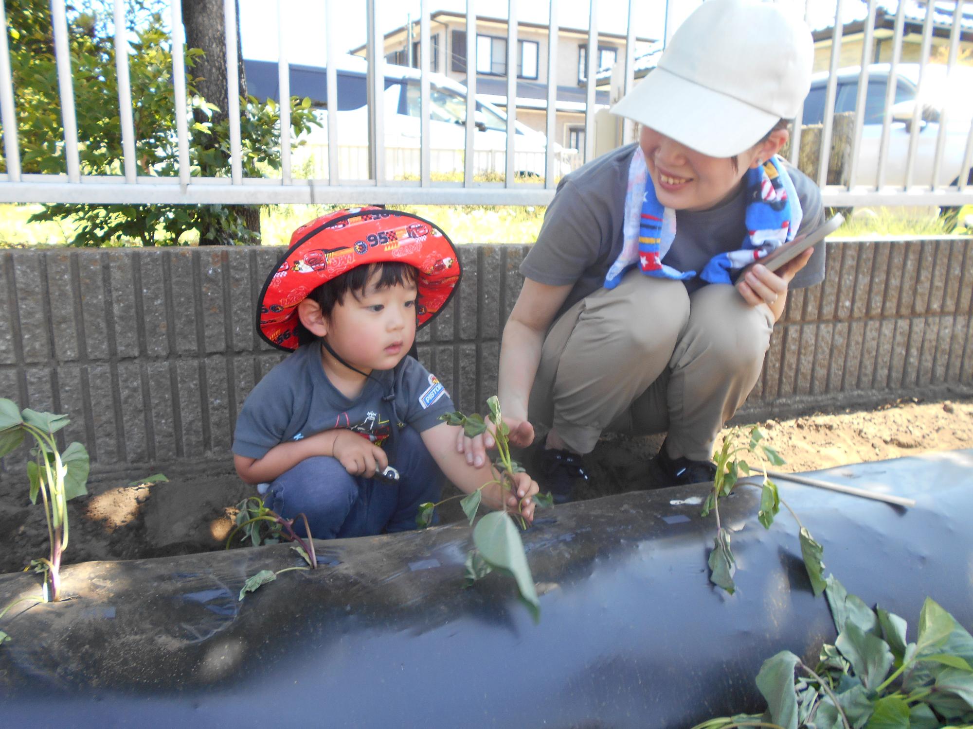 サツマイモ栽培体験苗植え編
