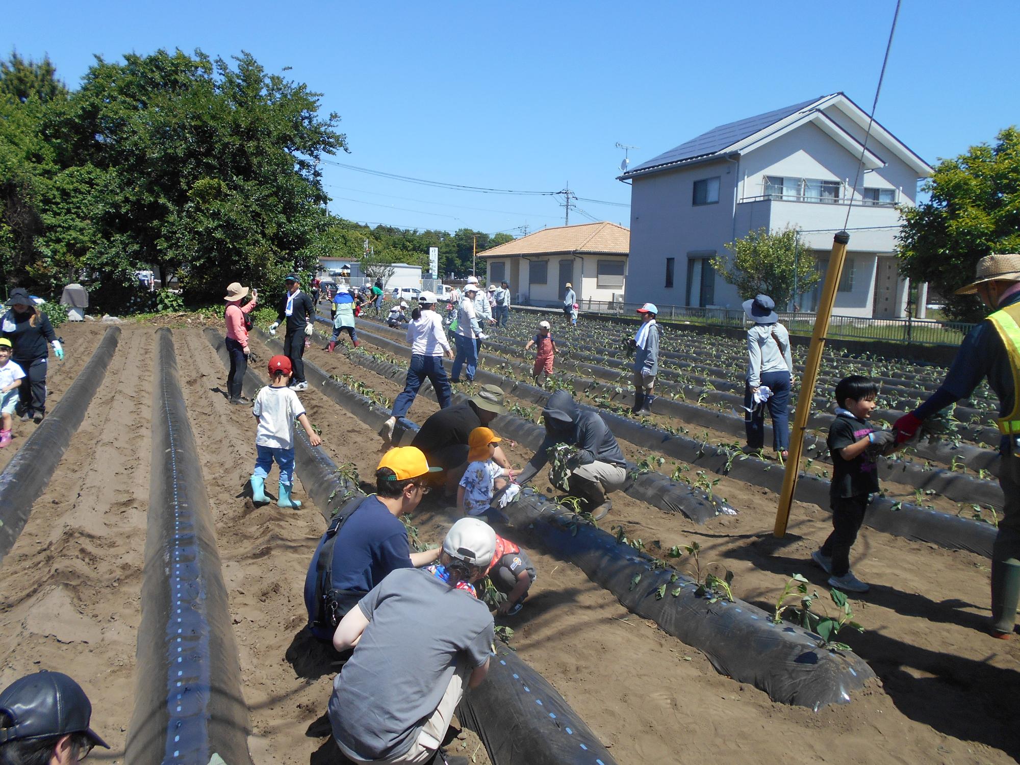 サツマイモ栽培体験苗植え編