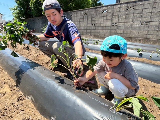 サツマイモ栽培体験苗植え編
