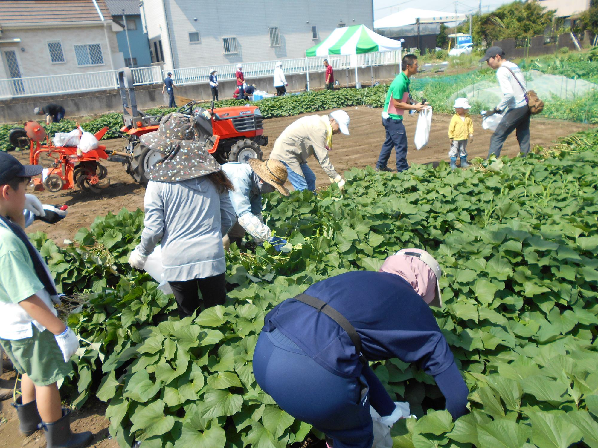サツマイモ栽培体験（草取り編）