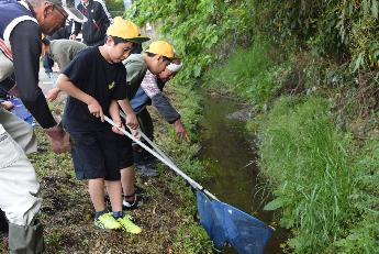 カワニナ採取を採取