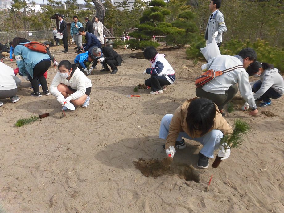 松植樹