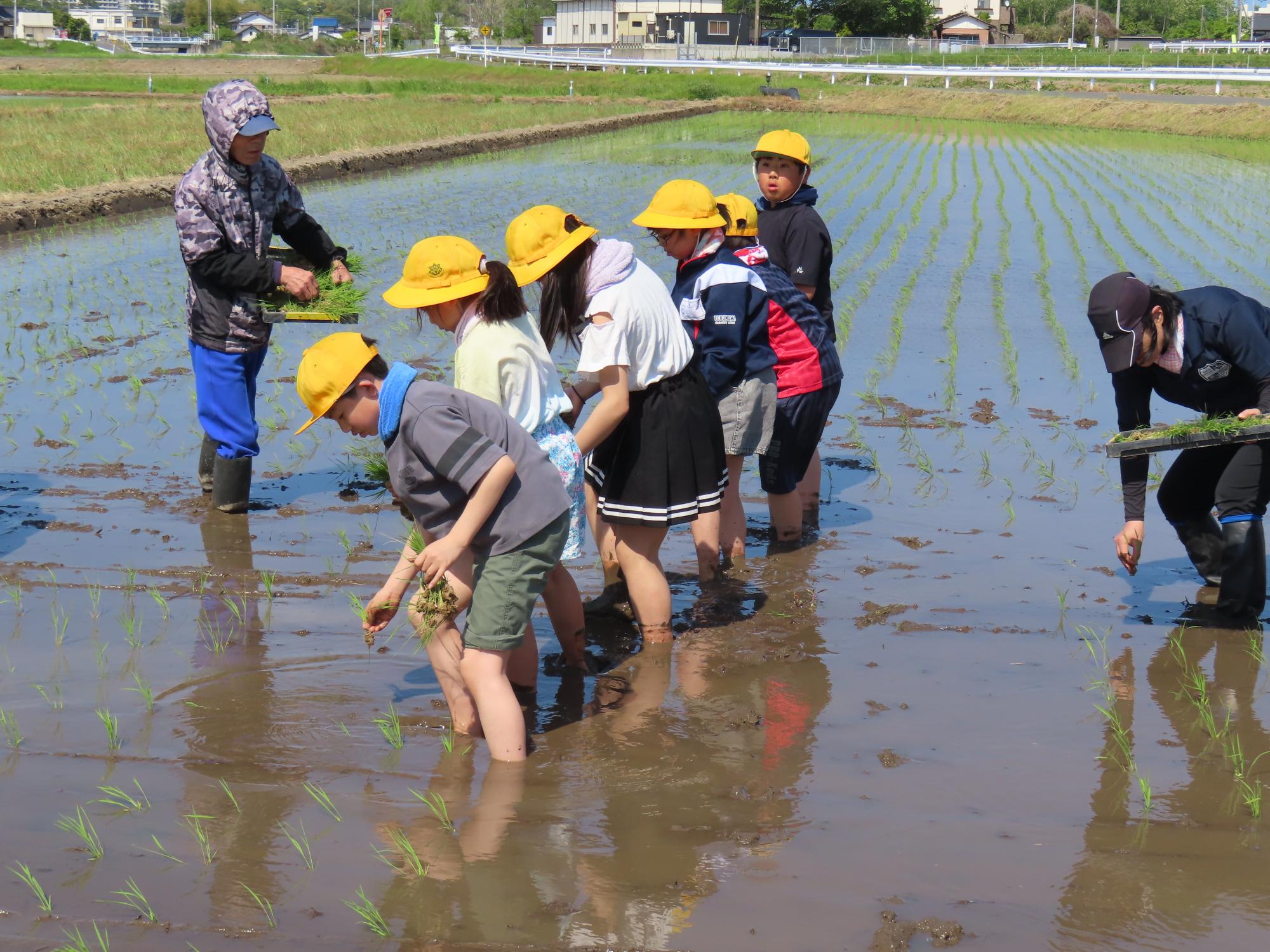照沼小学校児童が田植えをしている写真