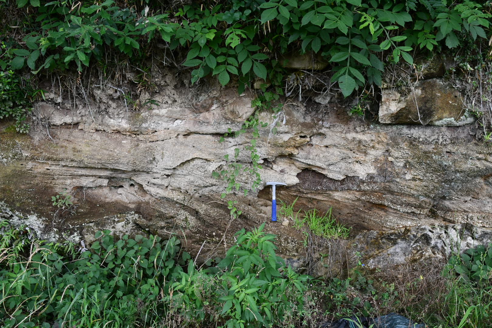 東海村最古の地層「新川層」の露頭