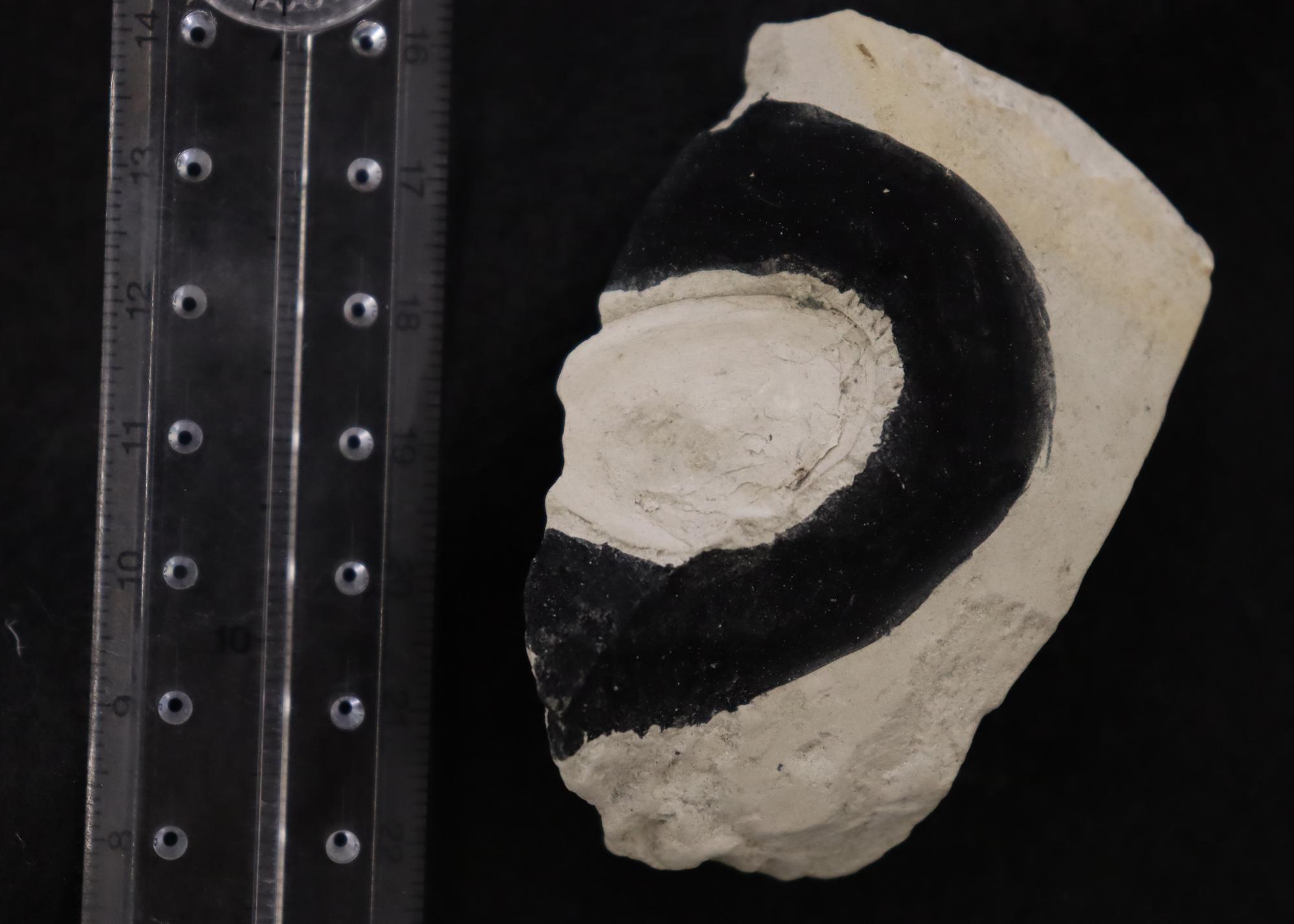 リュウグウハゴロモガイのなかま