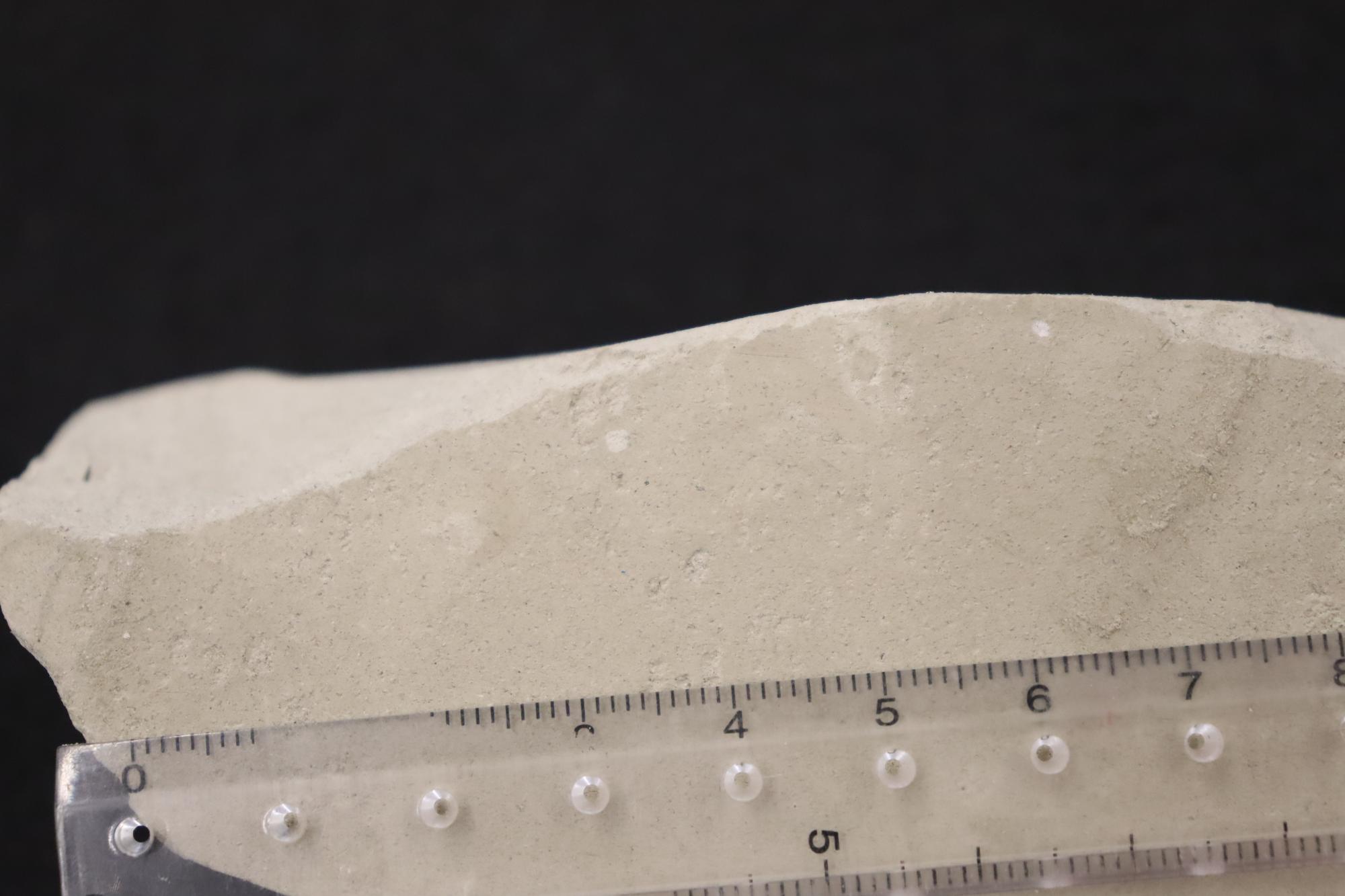 ゴカイのような生きものの這い跡の化石