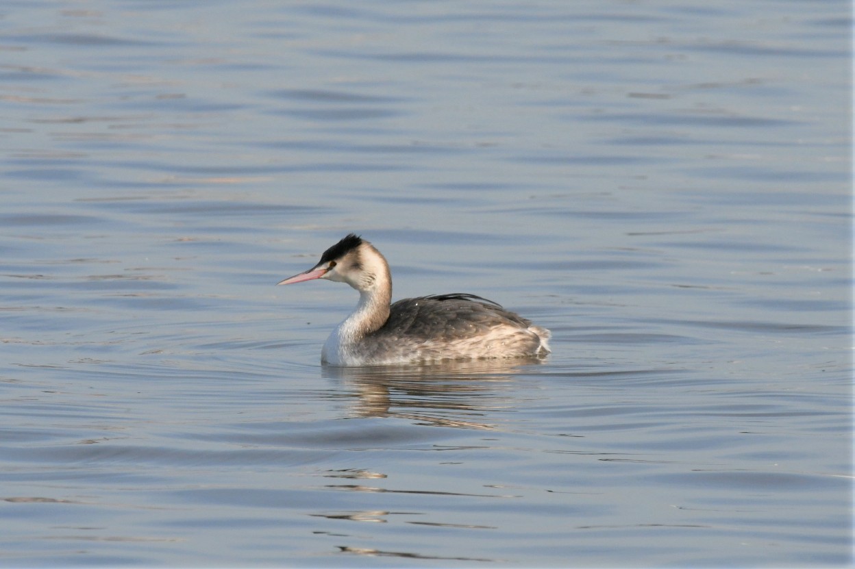 カンムリカイツブリ
