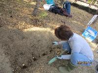 球根を植える女性