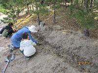 球根を植えている様子