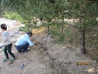 球根を植える男性