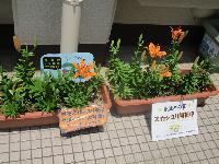 funakomi