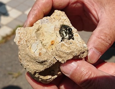 発見されたシロテンハナムグリの化石