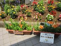 masaki