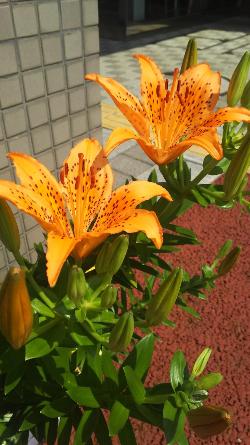 施設入り口に大きく咲いた、鮮やかなオレンジ色の2輪のスカシユリと次々と開花を待つたくさんのつぼみの写真